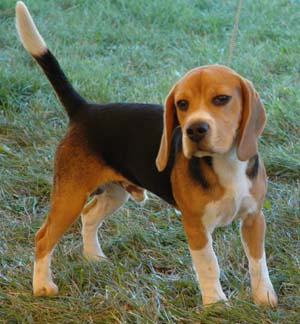 A beagles bark is distinct