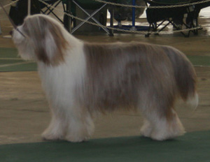 The Bearded Collie is a medium sized dog 