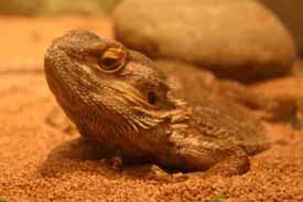 Bearded dragon, Pogona vitticeps, care sheet - Help Guides