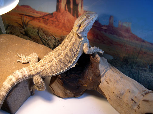 bearded dragon dinner- Courtesy of sunshinedragons.com