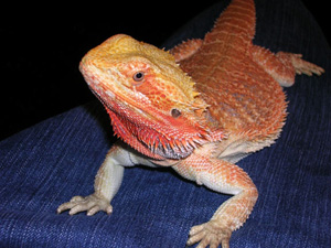Feed adult bearded dragons 3-5 times a week Feed adult bearded dragons 3-5 times a week