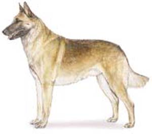 The Belgian Malinois is a well balanced, square dog, elegant in appearance with an exceedingly proud