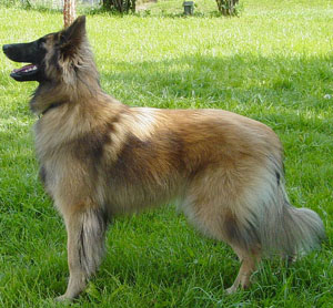 Belgian Tervuren is that of a well balanced medium size dog, elegant in appearance, standing squarel