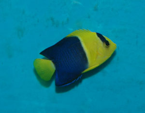 Bicolored angelfish come from the Indo-Pacific region Bicolored angelfish come from the Indo-Pacific region
