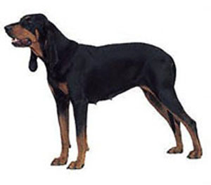 The Black and Tan Coonhound is first and fundamentally a working dog,