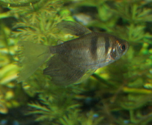  Black tetras are small and peaceful