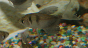 These fish like low light areas of the aquarium. These fish like low light areas of the aquarium.
