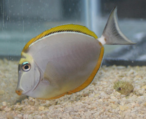 Naso tang will eat micro-algae and macro-algae and browse on live rock.