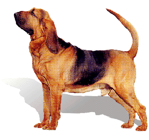 The bloodhound is the ultimate scent hound 