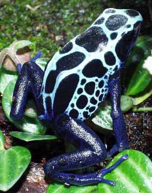 There are over 150 varieties of poison dart frogs