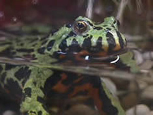 Fire bellied toads make interesting pets and are not hard to care for
