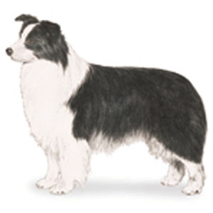 The Border Collie is a well balanced, medium-sized dog of athletic appearance