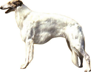 The Borzoi was originally bred for the coursing of wild game