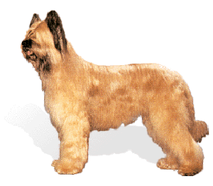 The head of a Briard always gives the impression of length, having sufficient width without being cu