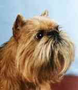 Brussels griffon