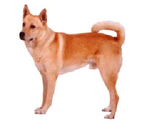 The Canaan Dog is a herding and flock guardian dog native to the Middle East.