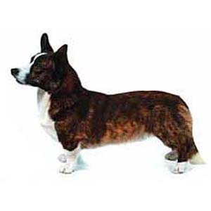 Cardigan Welsh Corgi