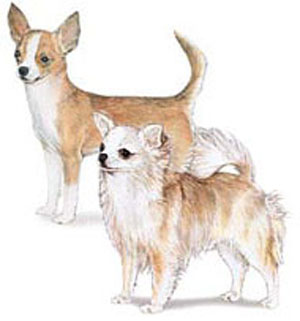 Chihuahuas are graceful, alert, swift-moving little dog with saucy expression, compact, and with ter