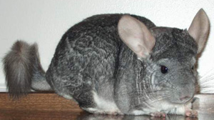 Chinchillas can live for fifteen to twenty years with proper care