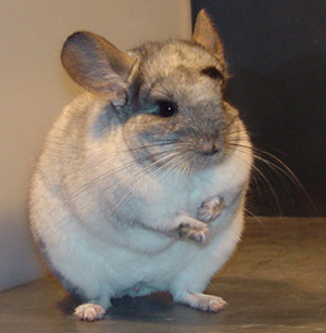 chin chilla