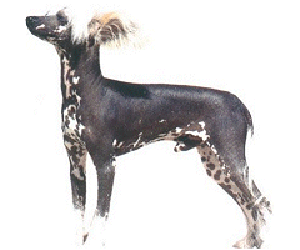 Chinese Crested is a toy dog, fine-boned, elegant and graceful