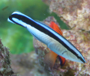 The cleaner wrasse is not overly aggressive 