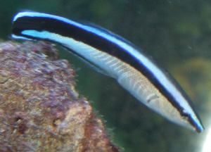 The cleaner wrasse is a torpedo shaped fish. The cleaner wrasse is a torpedo shaped fish.