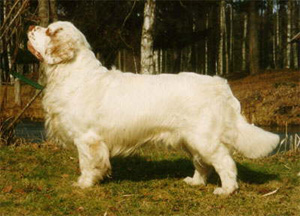 The Clumber Spaniel is a long, low, substantial dog