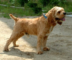 The ideal height for a cocker spaniel at the withers for an adult dog is 15 inches and for an adult 