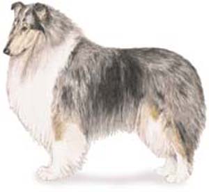 The Collie is a lithe, strong, responsive, active dog