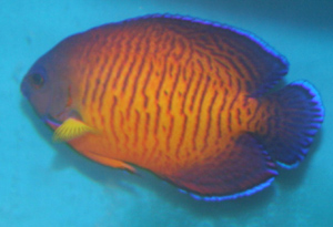 Coral beauty in general can be kept with small non-aggressive fish Coral beauty in general can be kept with small non-aggressive fish