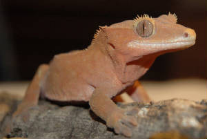 The Crested Gecko is native to New Caledonia The Crested Gecko is native to New Caledonia