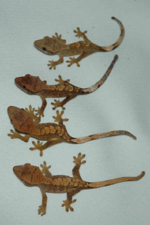 crested gecko pet care