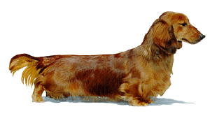 Dachshunds are bred and shown in two sizes