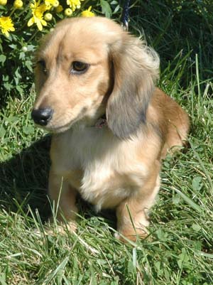 dachshund winner at dog show