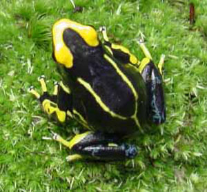 poison dart frogs are tropical and native to central and south america