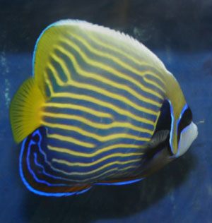 emperor angelfish description