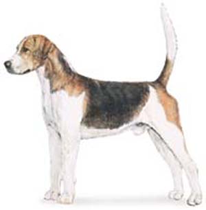 The Symmetry of the Foxhound is of the greatest importance