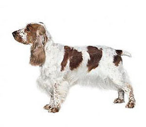 The English Cocker Spaniel is an active, merry sporting dog