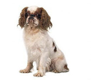 The English Toy Spaniel is a compact, cobby and essentially square toy dog