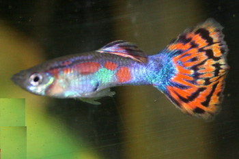 The Guppy comes from South America. These fish are livebearers The Guppy comes from South America. These fish are livebearers
