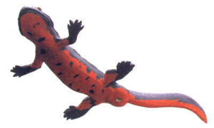 The Fire Belly Newt comes from Japan and parts of China.