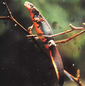 Fire bellied newts do best at temperatures 68 - 70 degrees F