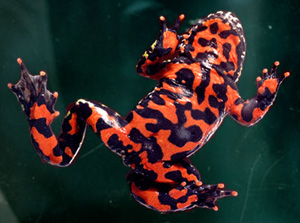 fire-bellied toad bombina orientalis