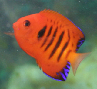 Flame angelfish in general can be kept with small non-aggressive fish Flame angelfish in general can be kept with small non-aggressive fish