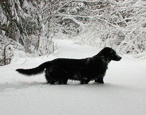  important feature of the Flat-Coat are the silhouette 