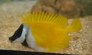 Foxface rabbitfish spines are poisonous Foxface rabbitfish spines are poisonous