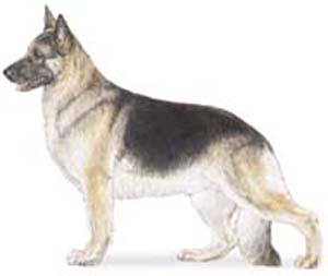 The german shepherd has a distinct personality marked by direct and fearless, but not hostile, expre