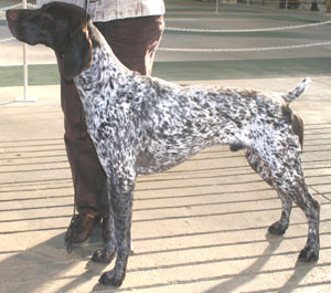 The German Shorthaired Pointer is a versatile hunter, an all-purpose gun dog capable 