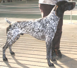 german shorthair draft